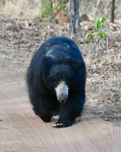 Sloth Bear